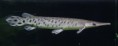 /album/importados-exoticos/lepisosteus-oculatus-jpg/